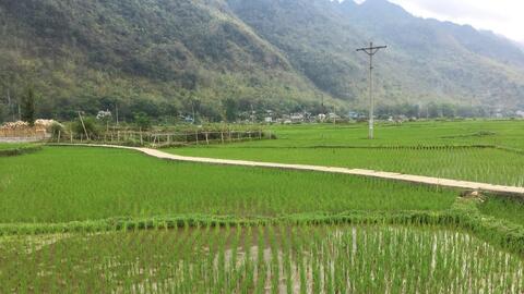 Nông thôn Tây Bắc: Mai Châu đẩy mạnh chuyển đổi cây trồng trên đất lúa