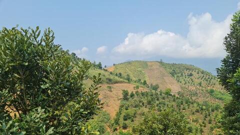 Nông thôn Tây Bắc: Triển vọng cho cây Mắc ca ở Tuần Giáo