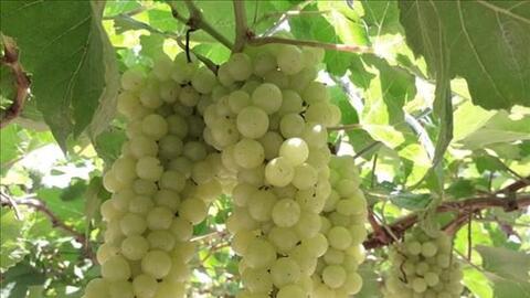 Ninh Thuận: Thử nghiệm thành công hai giống nho không hạt chất lượng cao