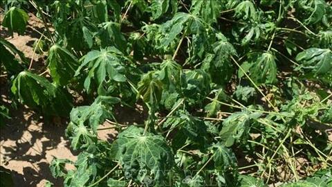 Nhân giống sạch bệnh và kiểm soát nguồn lây khảm lá sắn