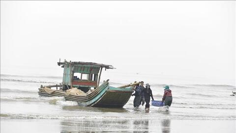 Thanh Hóa: Ngư dân thu nhập khá nhờ khai thác loài vật trong vắt từ biển