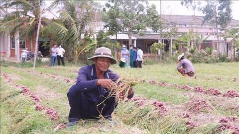 Liên kết tiêu thụ hành tím Vĩnh Châu