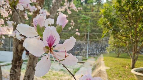 Điện Biên: Du khách Sài Gòn thích thú với đường bay thẳng, tham dự lễ hội Hoa ban