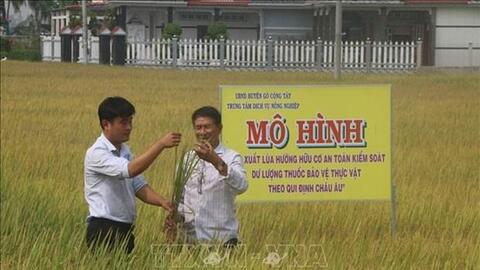 Tiền Giang trồng lúa hữu cơ theo quy định châu Âu