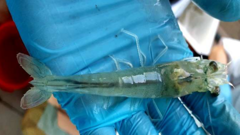 Tỉ lệ sống của tôm thẻ nuôi tăng 20% nhờ chế phẩm từ hạt bơ