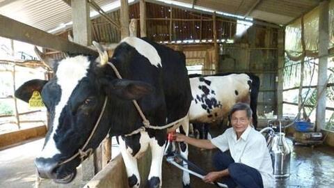 Nuôi bò sữa - Hướng phát triển kinh tế mới cho nông dân vùng biển ở Bến Tre