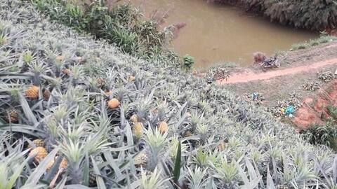 Lào Cai tháo gỡ khó khăn cho người trồng dứa