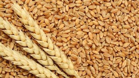 Nhập khẩu lúa mì 2 tháng đầu năm 2022 giảm về khối lượng, tăng kim ngạch