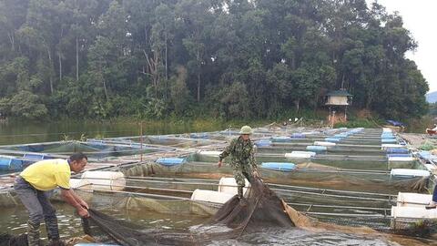 Điện Biên: Hiệu quả kinh tế từ các mô hình nông nghiệp công nghệ cao