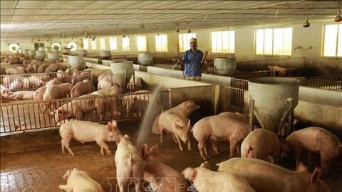 Cơ cấu lại chuỗi chăn nuôi để giảm chi phí, nâng cao sức cạnh tranh