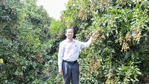 Tăng vùng cây ăn trái phục vụ xuất khẩu tại Sóc Trăng