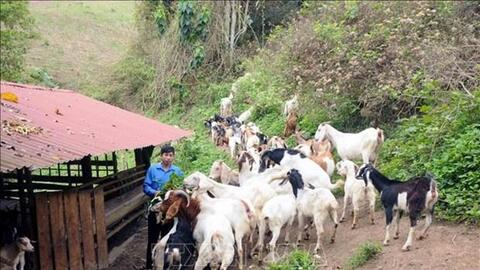 Anh Lường Văn Phong thành công với mô hình nuôi dê sinh sản theo hướng hàng hóa ở Chiềng Khương