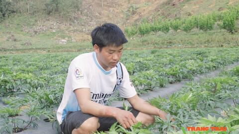 Trồng cây dược liệu quý, trai Mông thu cả trăm triệu đồng/năm