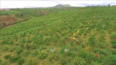 Gia Lai tích cực liên kết sản xuất để nâng tầm giá trị cà phê