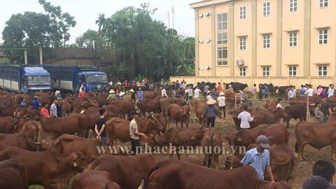 Chăn nuôi bò sữa, bò thịt tại Hà Nội: Còn nhiều dư địa phát triển