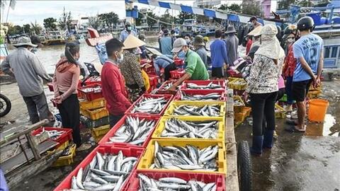 Bình Thuận khai thác tiềm năng, phát triển bền vững nghề cá