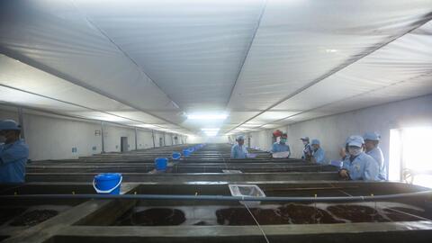 Bên trong cơ sở nhân giống loài bật "tanh tách" có thể chịu được lạnh đầu tiên tại miền Bắc