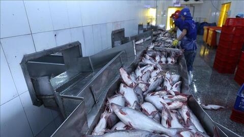 Giá cá tra tăng lên mức 30.000 đồng/kg, mỗi kilogam nông dân lãi 5.000 đồng