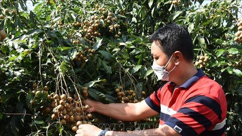 Hiệu quả kinh tế nhờ xử lý nhãn chín sớm ở Xuyên Mộc
