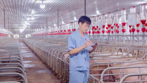 Bí quyết của chăn nuôi heo bền vững là chủ động nguồn con giống