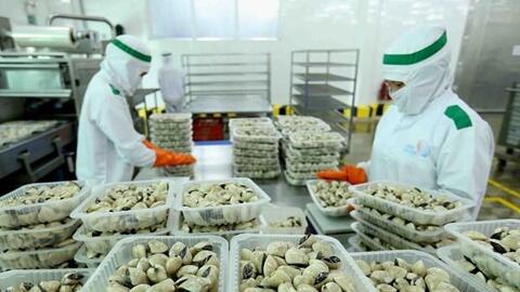 Mỹ, Nhật Bản thích mua những loài nhuyễn thể này, Việt Nam thu về hàng trăm triệu USD