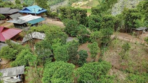 Xây dựng thương hiệu sản phẩm chè Shan tuyết ở Tủa Chùa