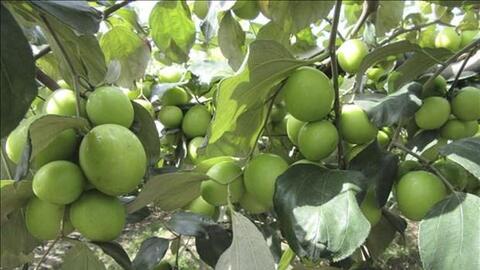 Táo Ninh Thuận được giá cao