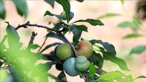 Trồng mận rải vụ mang lại hiệu quả kinh tế cao cho người dân Sơn La