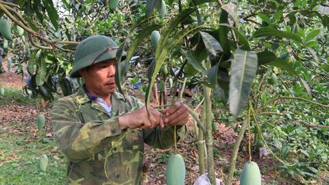 Hội Nông dân huyện Yên Châu giúp hội viên phát triển sản xuất