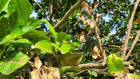 Rệp tấn công khiến vùng bưởi lớn nhất Bà Rịa-Vũng Tàu thiệt hại nặng