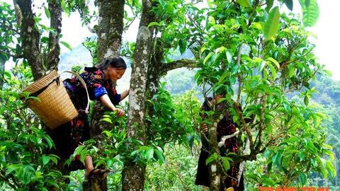 Điện Biên: Chè Shan tuyết cổ thụ được công nhận Cây di sản Việt Nam