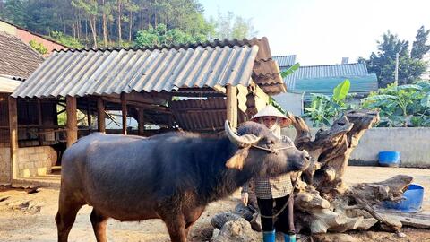 Làm nghề “lái trâu”, một ông nông dân ở Lai Châu giàu lên trông thấy