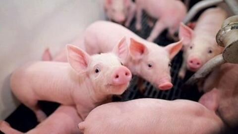 Thiến heo nuôi thịt: phương pháp hiện đại và tuổi thiến  