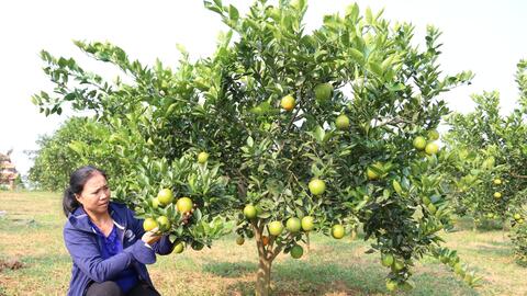 Nông dân Cao Phong có của ăn, của để từ trồng cây có múi