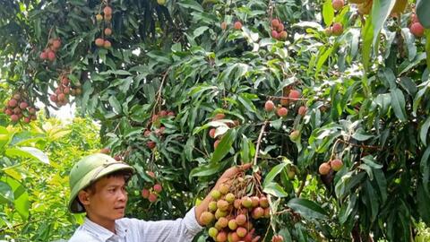 Bắc Giang: Vải cực sớm có giá 30-35 nghìn đồng/kg, thương lái xếp hàng mua tấp nập