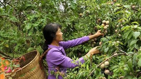 Lào Cai khai thác lợi thế phát triển nông nghiệp hàng hóa