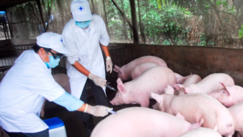 An Giang tổ chức tiêm phòng vacxin miễn phí cho đàn vật nuôi