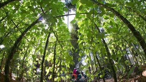 Hậu Giang chuyển đổi cơ cấu cây trồng phù hợp với nhu cầu thị trường