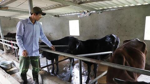 Giá bò hơi giảm sâu, người chăn nuôi Hà Tĩnh đối mặt thua lỗ