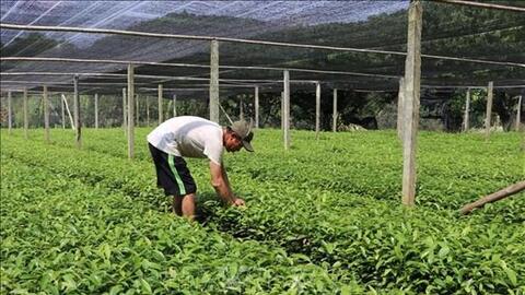 Yên Bái phát triển cây quế bền vững