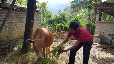 Nông dân Mường Nhé vượt khó từ nguồn tín dụng chính sách