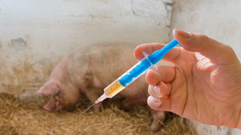 Thêm một loại vacxin tả lợn Châu Phi tiềm năng