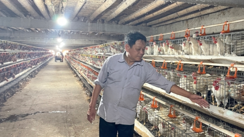 Thanh Hóa: Chuyển đổi phương thức sản xuất trong chăn nuôi