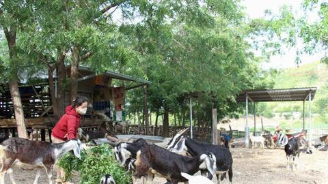 Ninh Thuận: Hiệu quả từ mô hình chăn nuôi dê, cừu sinh sản tại xã Phước Trung