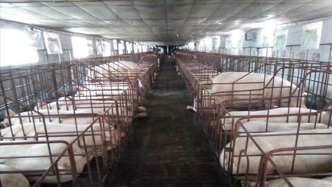 Dịch bệnh gia súc, gia cầm giảm mạnh