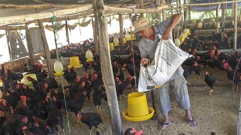 Toàn tỉnh Khánh Hòa có 404 trang trại chăn nuôi gia súc, gia cầm