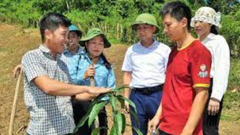 Hỗ trợ 400 giống cây ăn quả tại xã Xiêng My (Tương Dương)