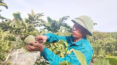 Tiêu thụ thuận lợi, na Đông Triều được giá