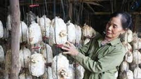 Vĩnh Phúc nhiều tiềm năng phát triển nấm ăn, nấm dược liệu
