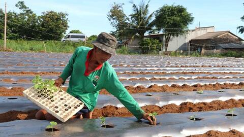 Trà Vinh khuyến khích nông dân giảm lúa vụ 3